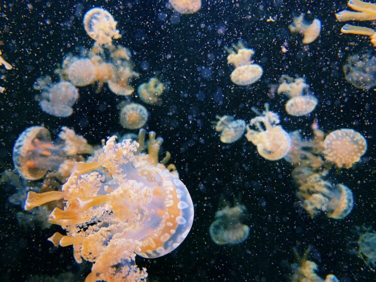 A group of jellyfish swimming in an aquarium