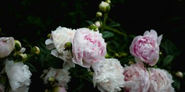 shallow focus photography of white and pink flowers