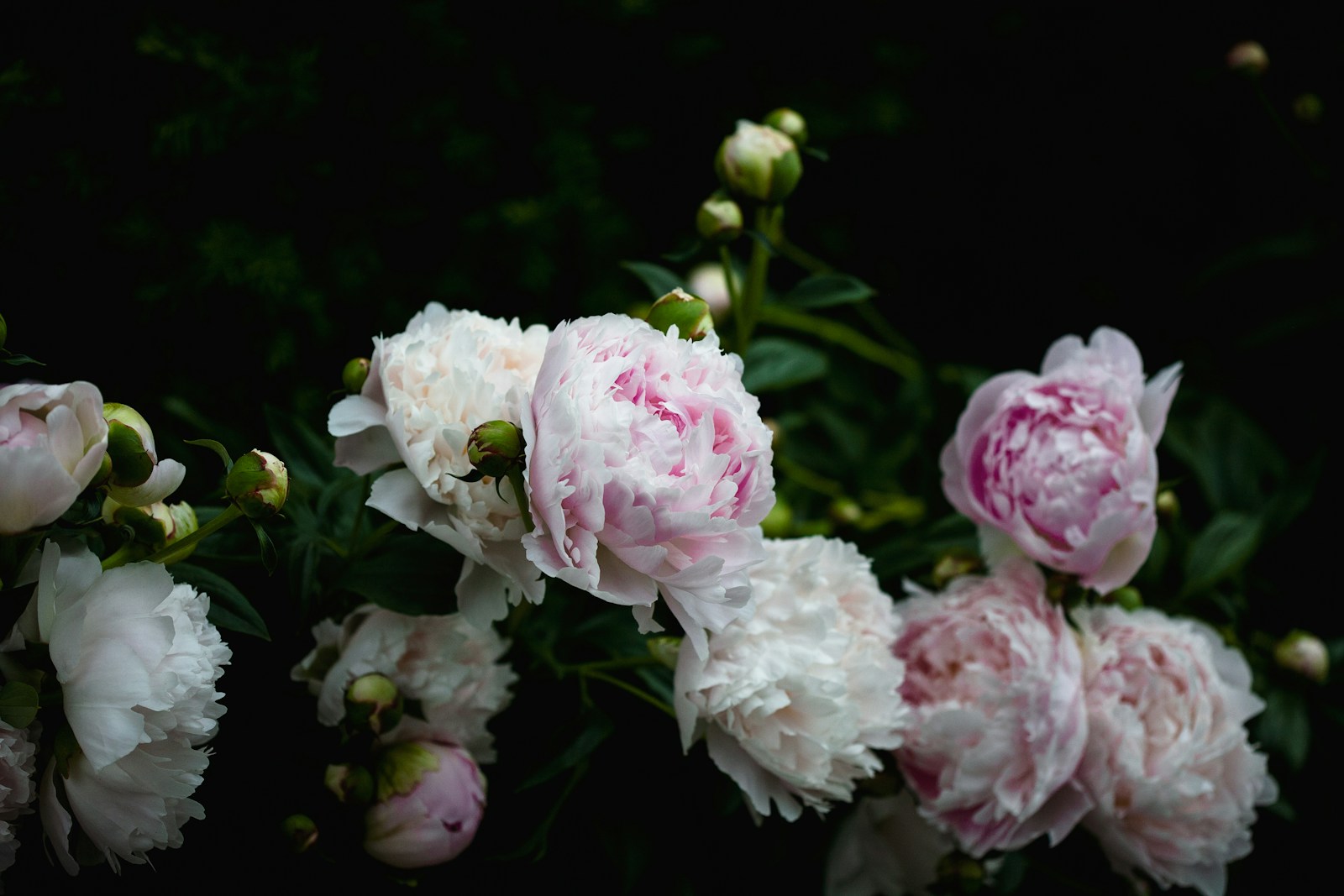 Shallow focus photography of white and pink flowers