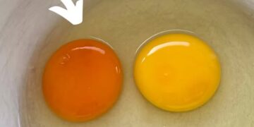 Is een donkere eierdooier gezonder dan een lichtere? Het antwoord verrast velen…