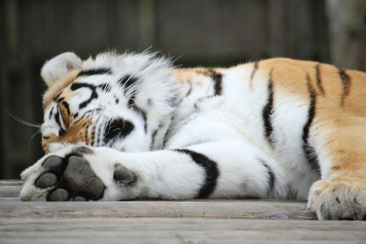 Tiger laying on brown surface
