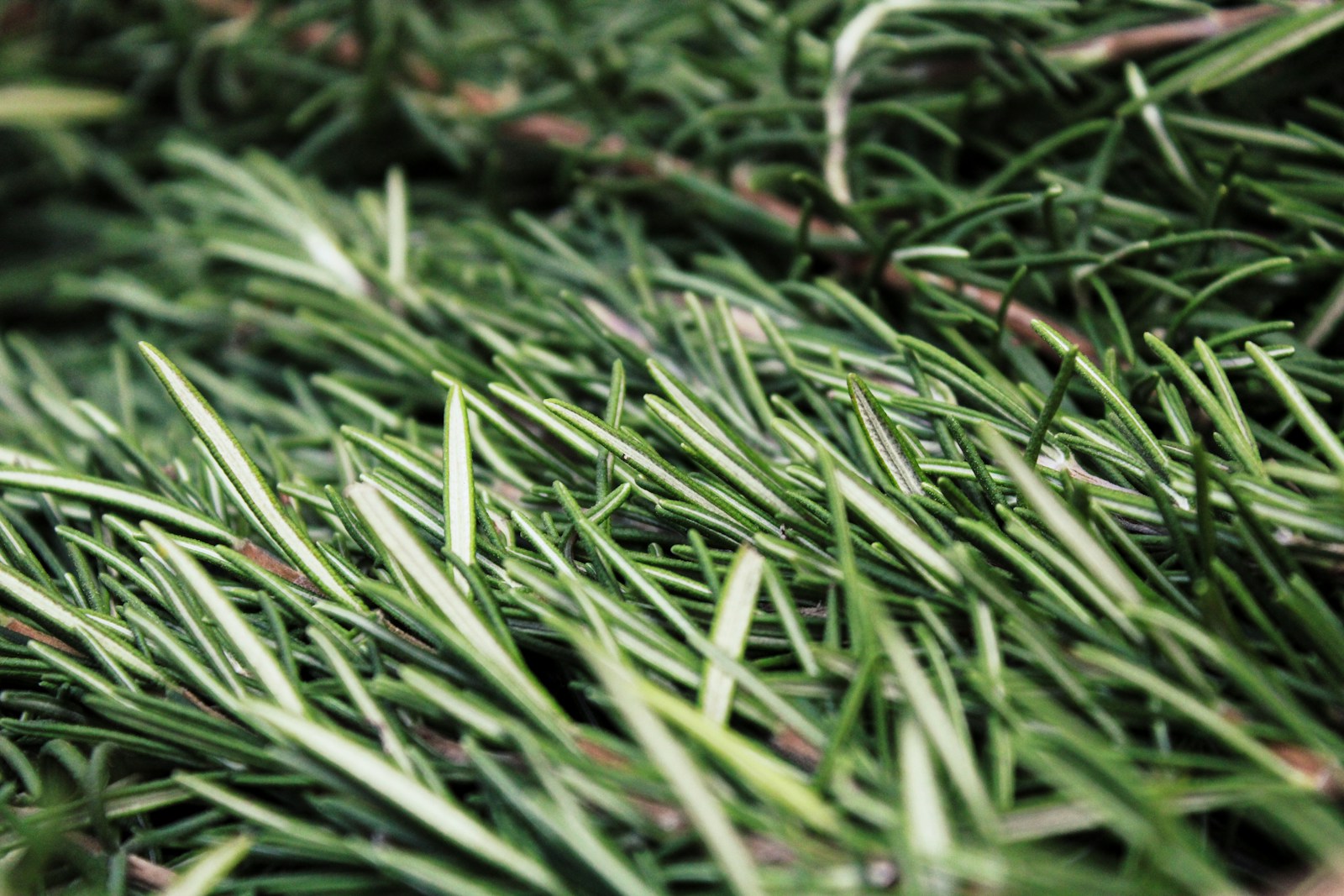 Green grass in close up photography