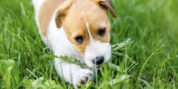 Dit is waarom honden gras eten (en wanneer het gevaarlijk wordt)