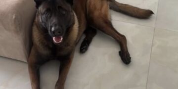 Slecht nieuws voor Mart Hoogkamer na vermissing hond..