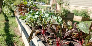 green and red plant on white wooden fence