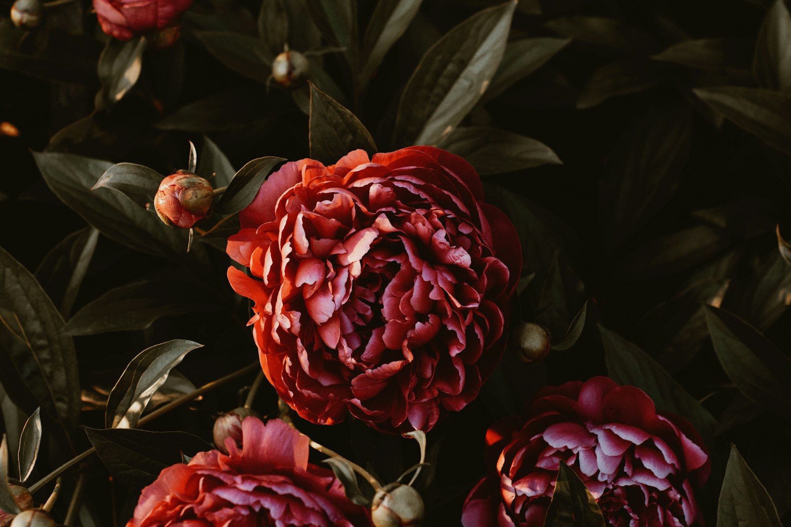Three red carnation flowers