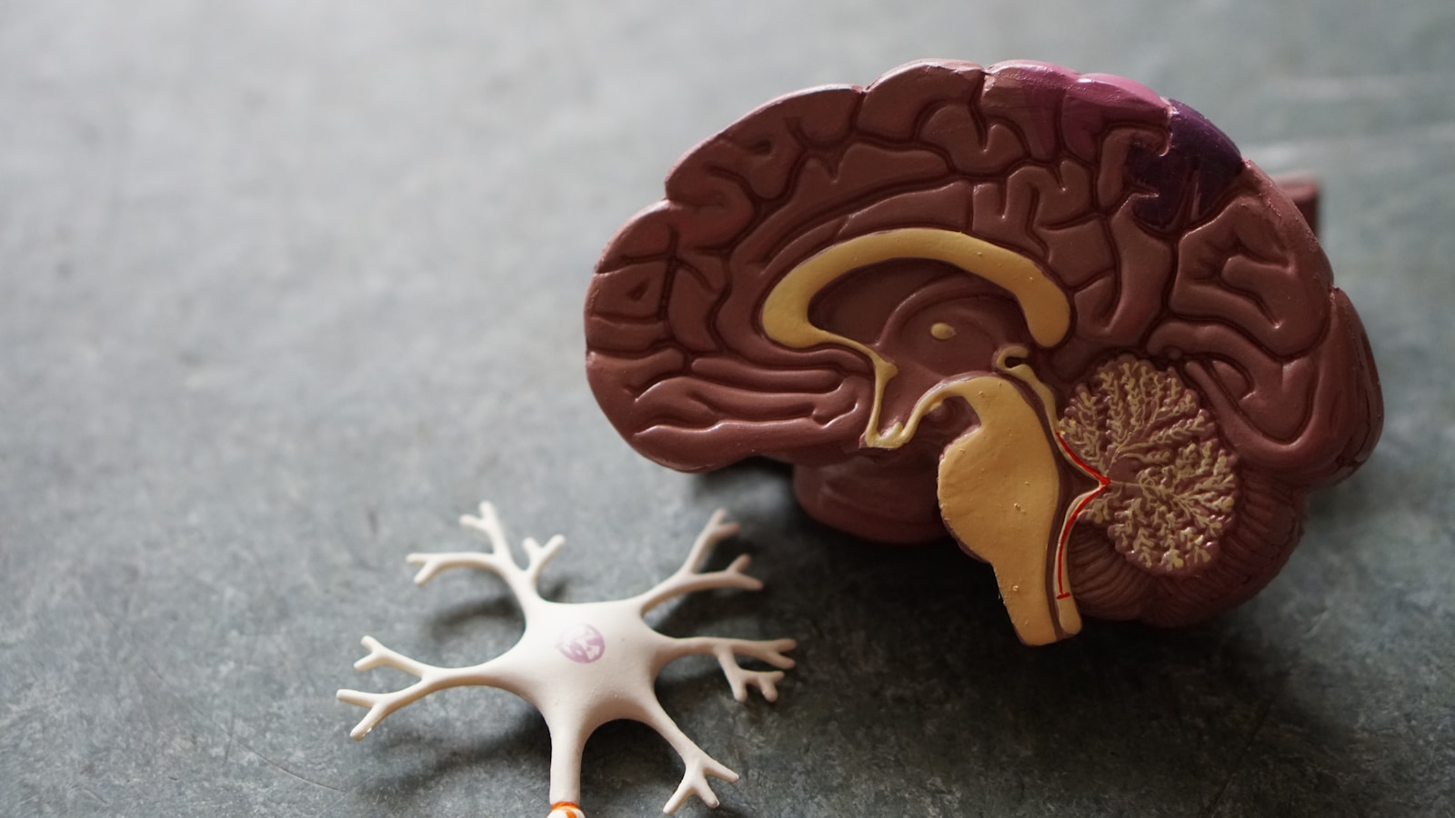 Human brain toy