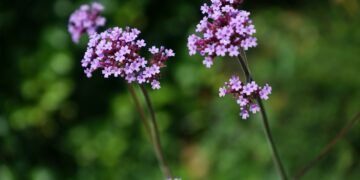 a close up of a flower