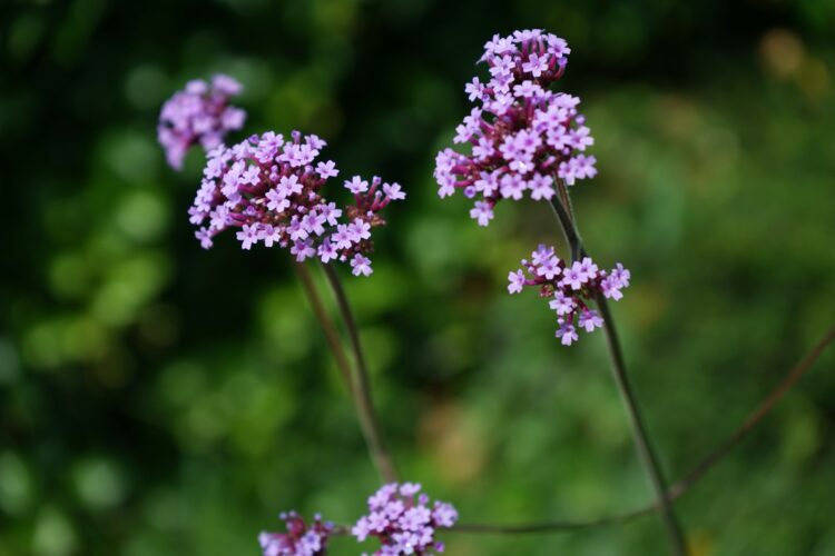 A close up of a flower