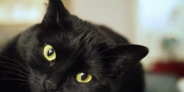 Dit is waarom zwarte katten veel minder geliefd zijn