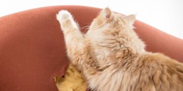 Met deze simpele tip voorkom je dat jouw kat alles sloopt in huis