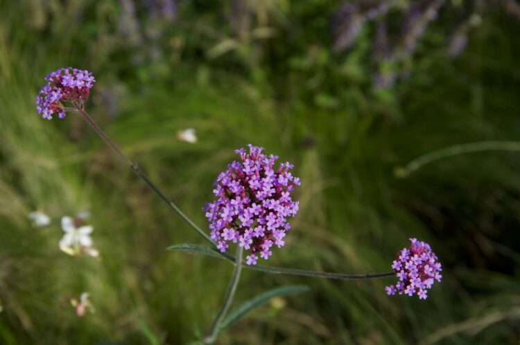 A close up of a small purple flower