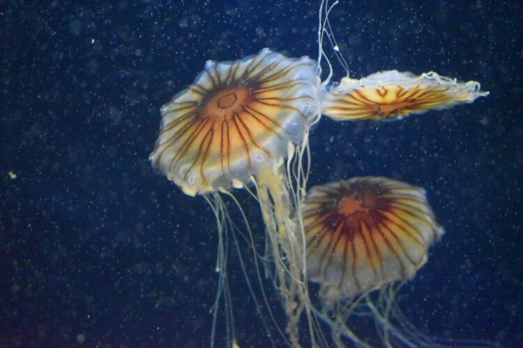 A group of jellyfish swimming in an aquarium