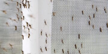 Muggen in je slaapkamer? Zo kom je er op een diervriendelijke manier vanaf