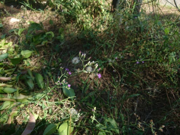A small purple flower is growing in the grass