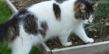 Last van andermans katten in de tuin? Dit kun je eraan doen