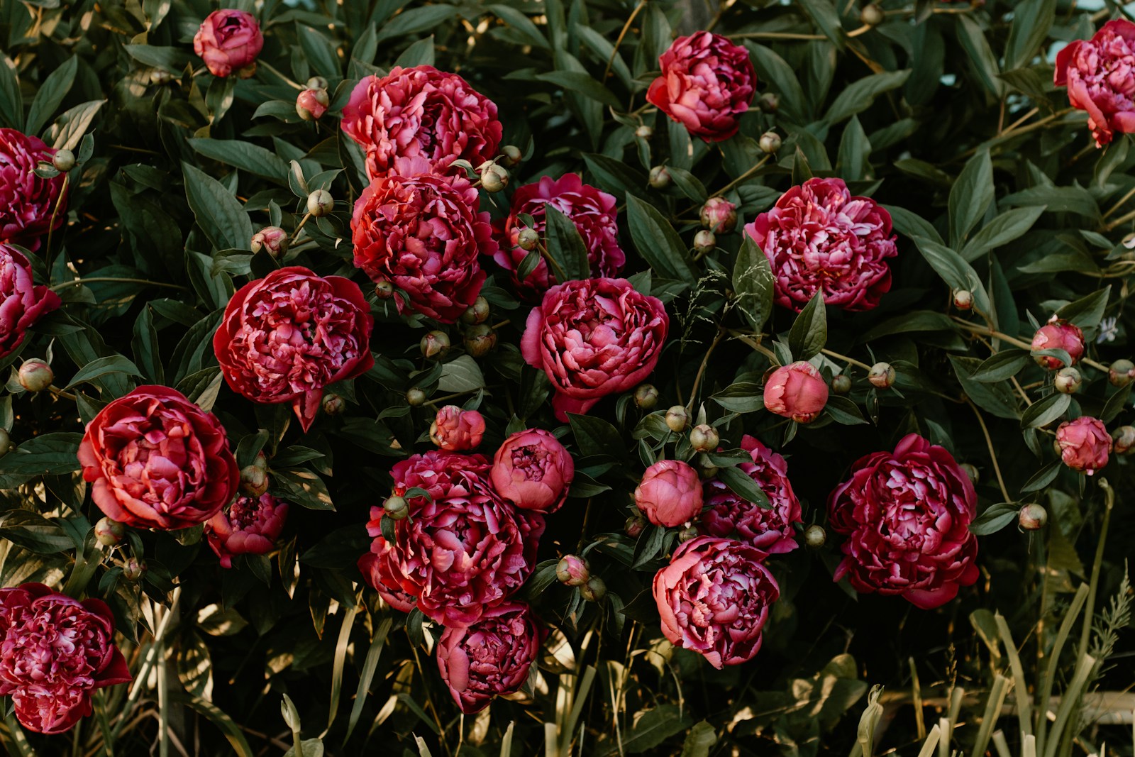 Red flowered hedge plant