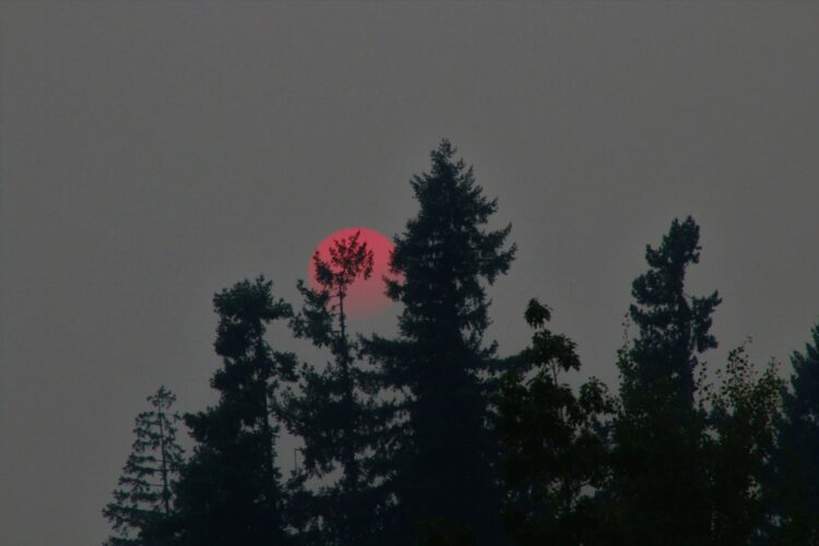 A red moon over trees
