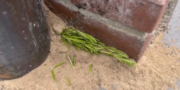 Wow: ze legt een takje rozemarijn bij haar huis en nu heeft zo nooit meer last van dit ongedierte…