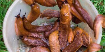 Naaktslakken in je tuin? Dit is waarom je ze NOOIT moet doden