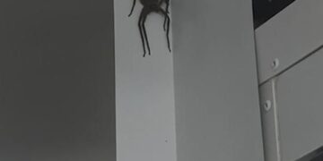 Deze gigantische spin komt nu ook in Nederland voor. Lees hier waar hij is gespot