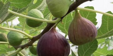 Met deze simpele tip heb je volgend jaar meer rijpe vijgen in je vijgenboom