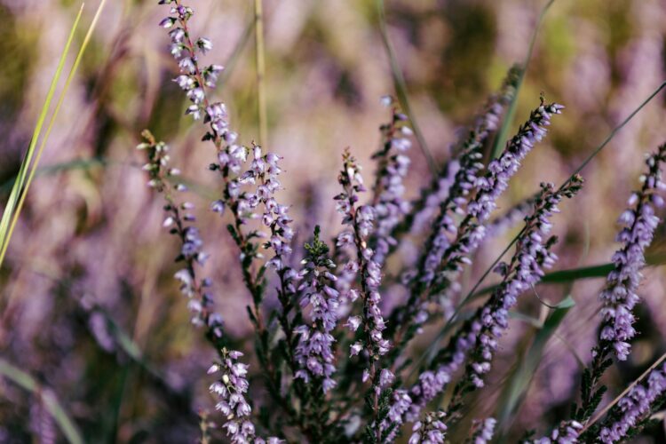 Delicate purple heather flowers bloom in the field