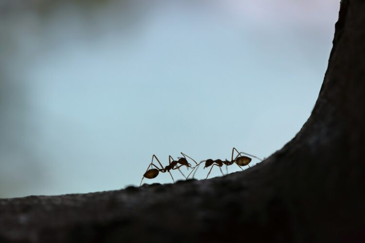 Two black ant