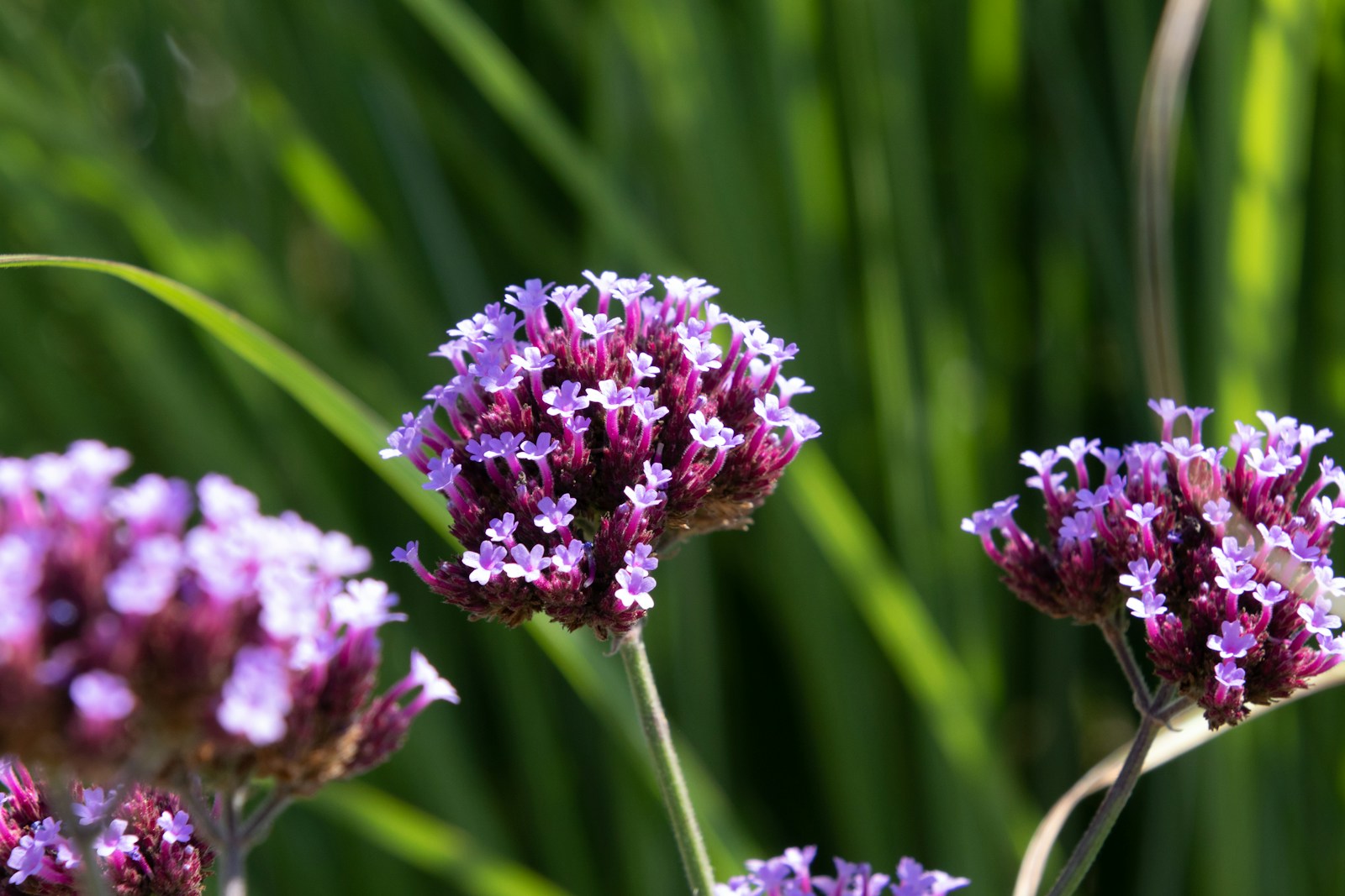 Purple flower in tilt shift lens