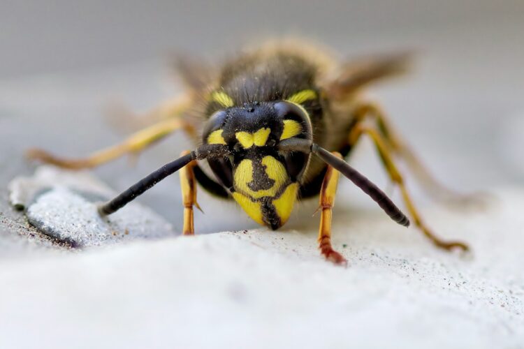 Yellow and black bee on white snow