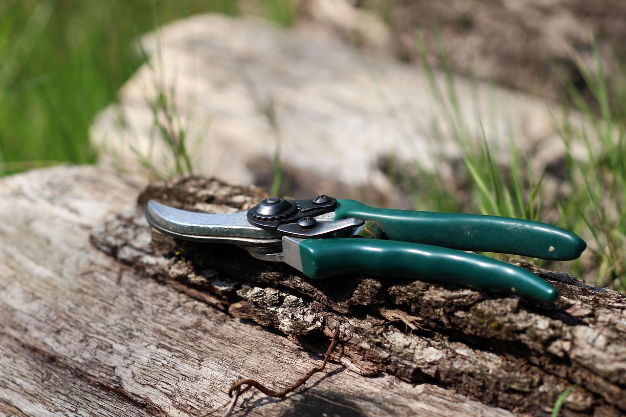 Shears scissors garden gardening nature vegetable garden prune pruning pruning scissors
