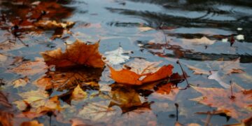 autumn leaves on body of water