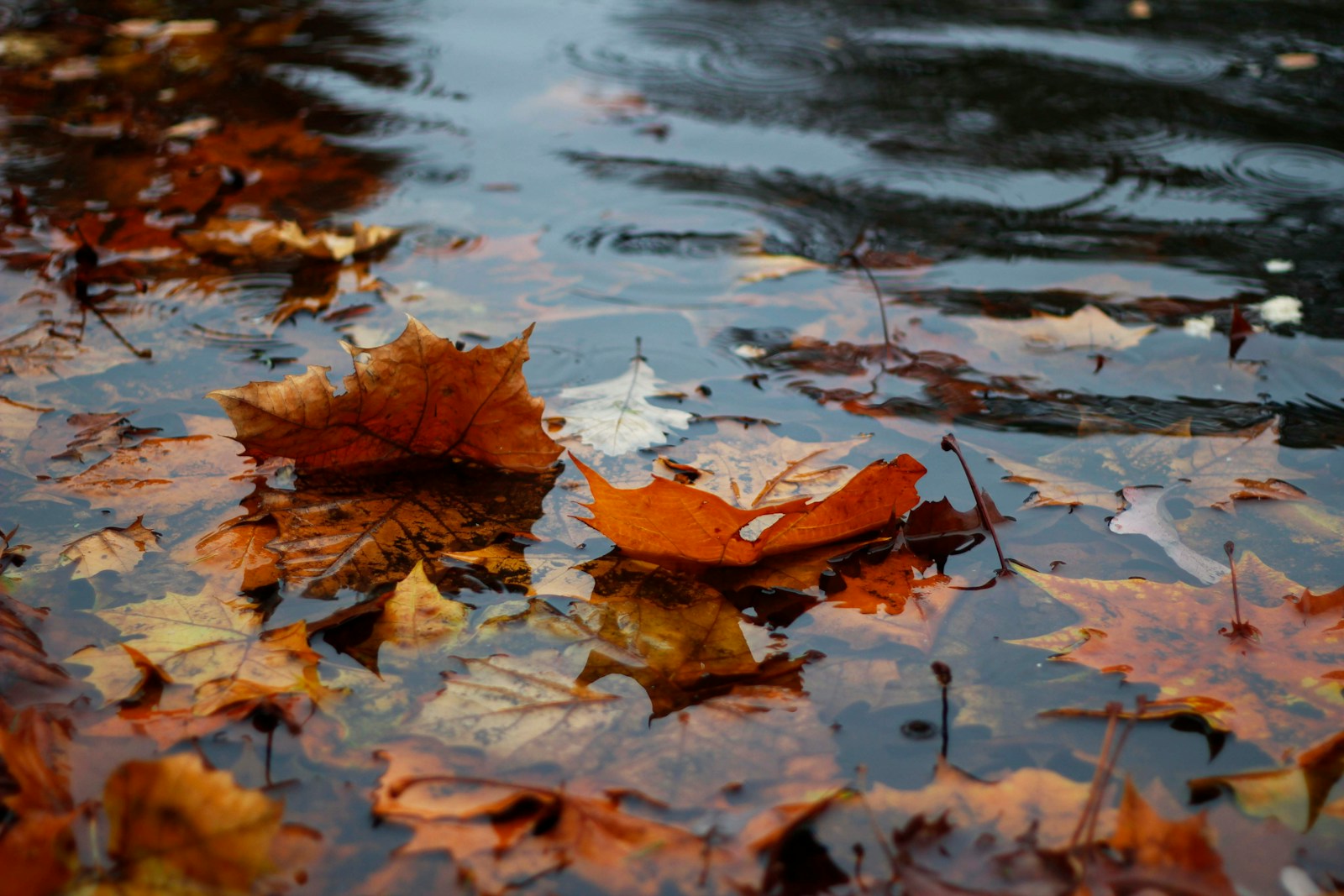 Autumn leaves on body of water