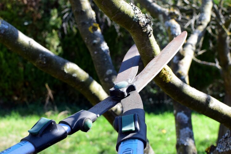 Pruning shears hedge trimmer tree cutter nature tree garden