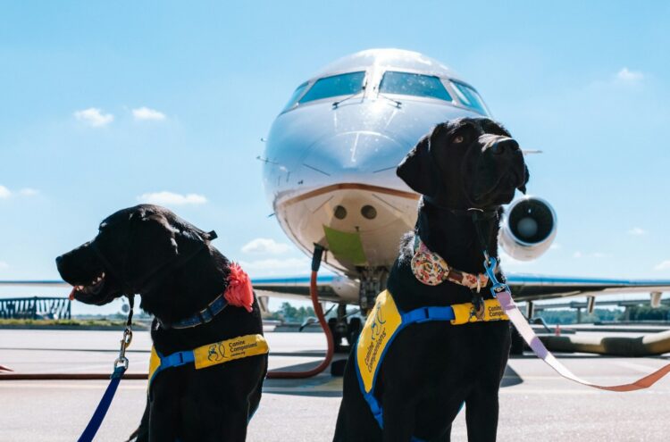 Two black dogs sitting in front of an airplane