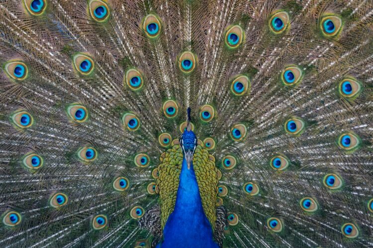 Close up photography of blue peacock painting