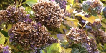 Heb je bruine hortensia’s? Met dit simpele trucje kan je ze redden