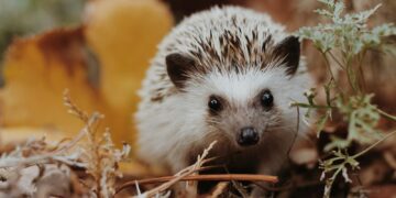 selective focus photography of white hedgehog on grass