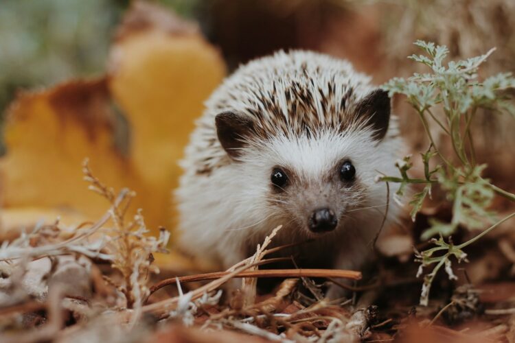 Selective focus photography of white hedgehog on grass