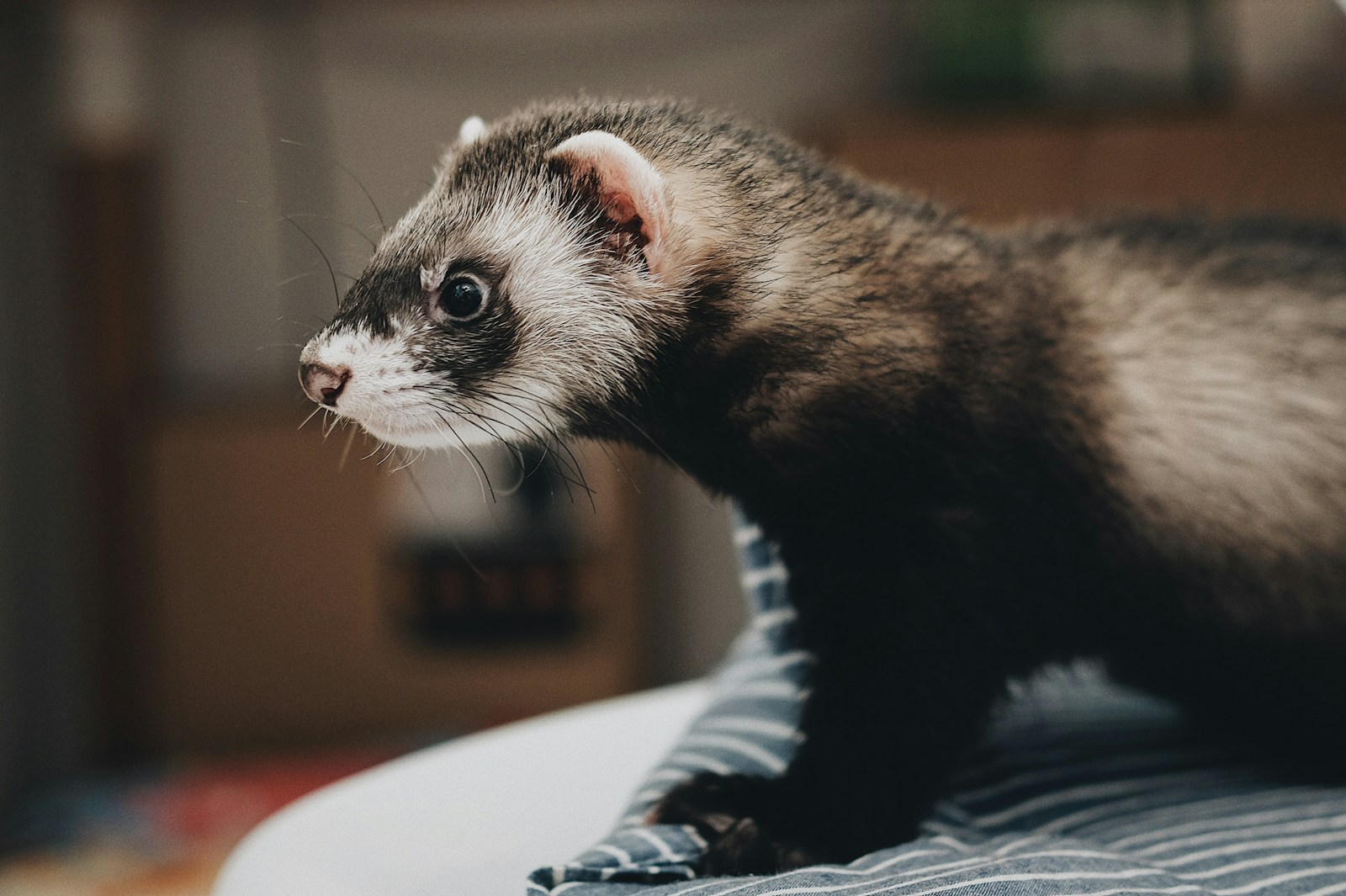 Black and grey otter animal