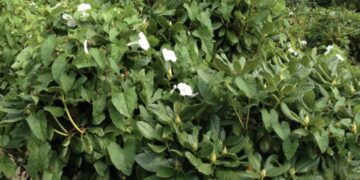 Aha: zo kom je van dat irritante haagwinde af in de tuin