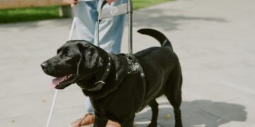 Dít moet weten voor als je een geleidehond tegenkomt