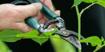 a person holding a pair of pliers to a plant