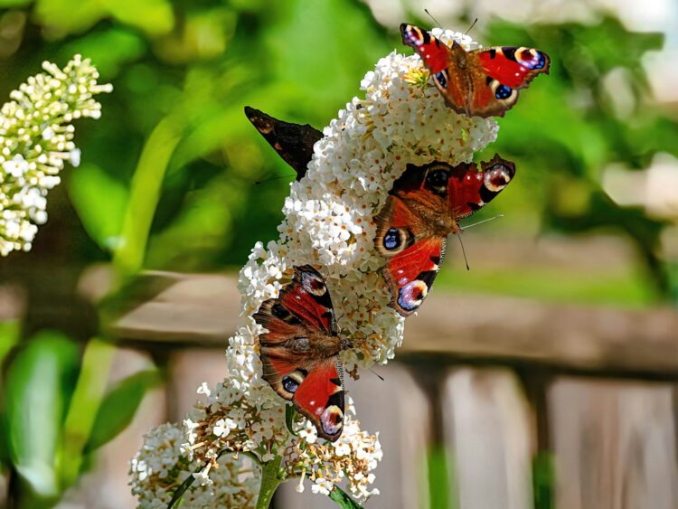 A group of butterflies sitting on top of a white flower