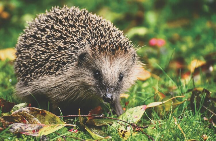 Black and white hedgehog on green and red leaves