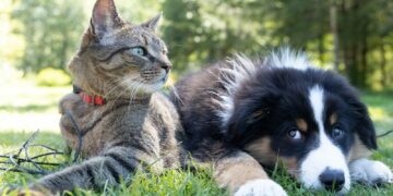 a dog and a cat laying in the grass