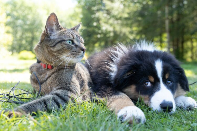 A dog and a cat laying in the grass