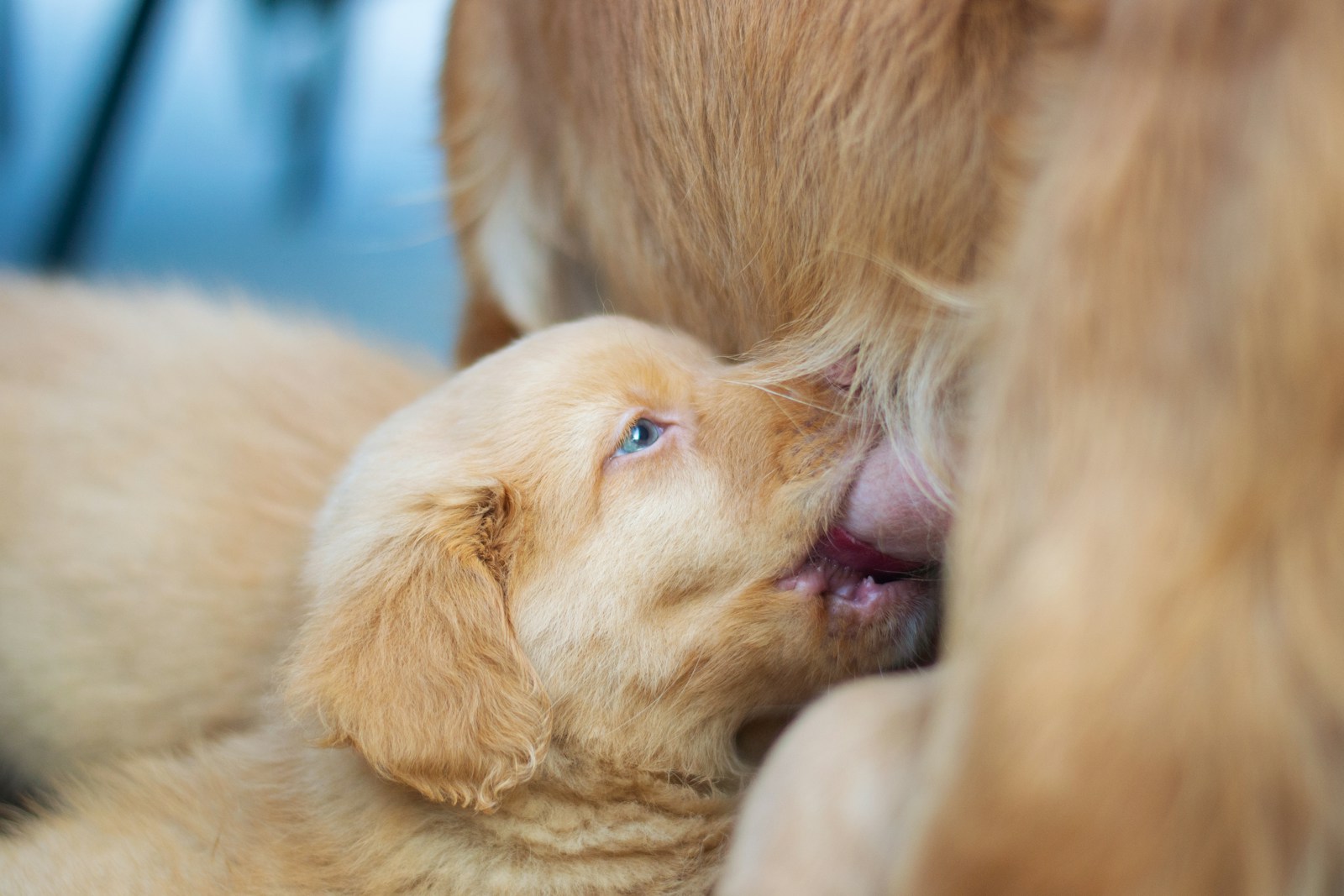 A puppy with its mouth open