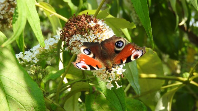 A close up of a butterfly on a flower