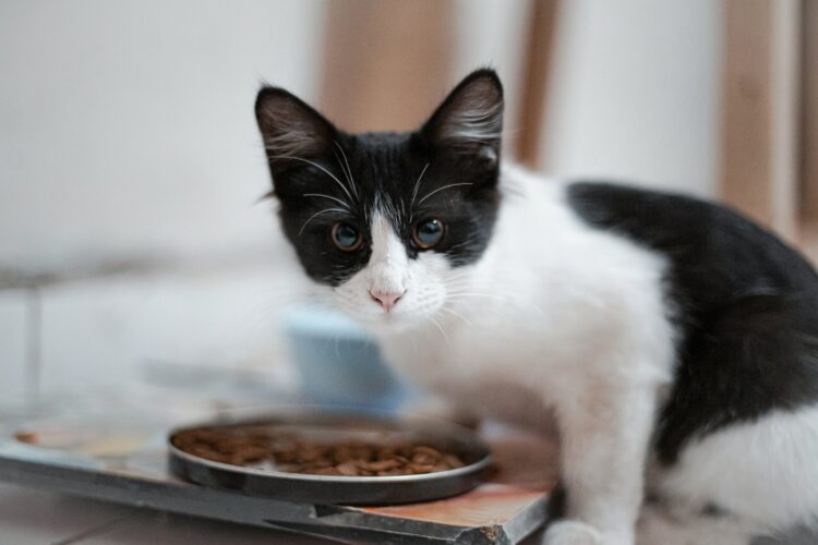 A black and white cat eating food out of a bowl